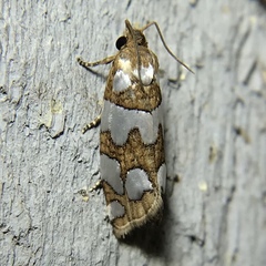 Pelochrista quinquemaculana