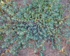 Euphorbia stictospora
