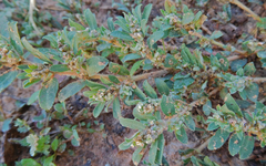 Euphorbia stictospora