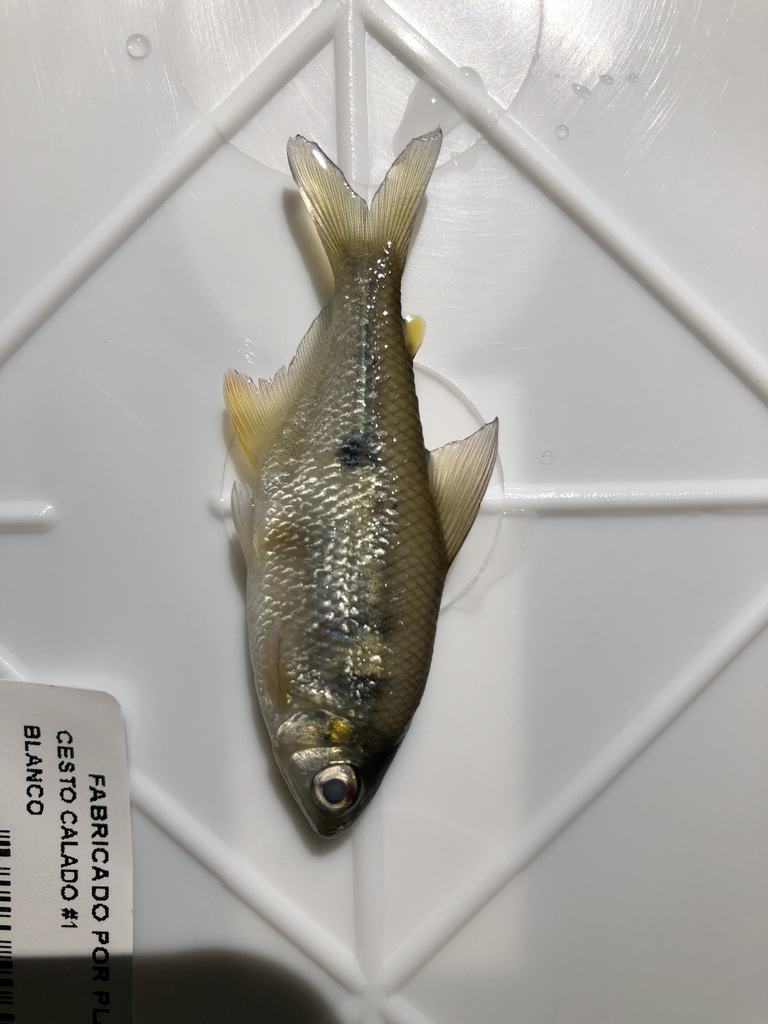 Rhoadsia minor
