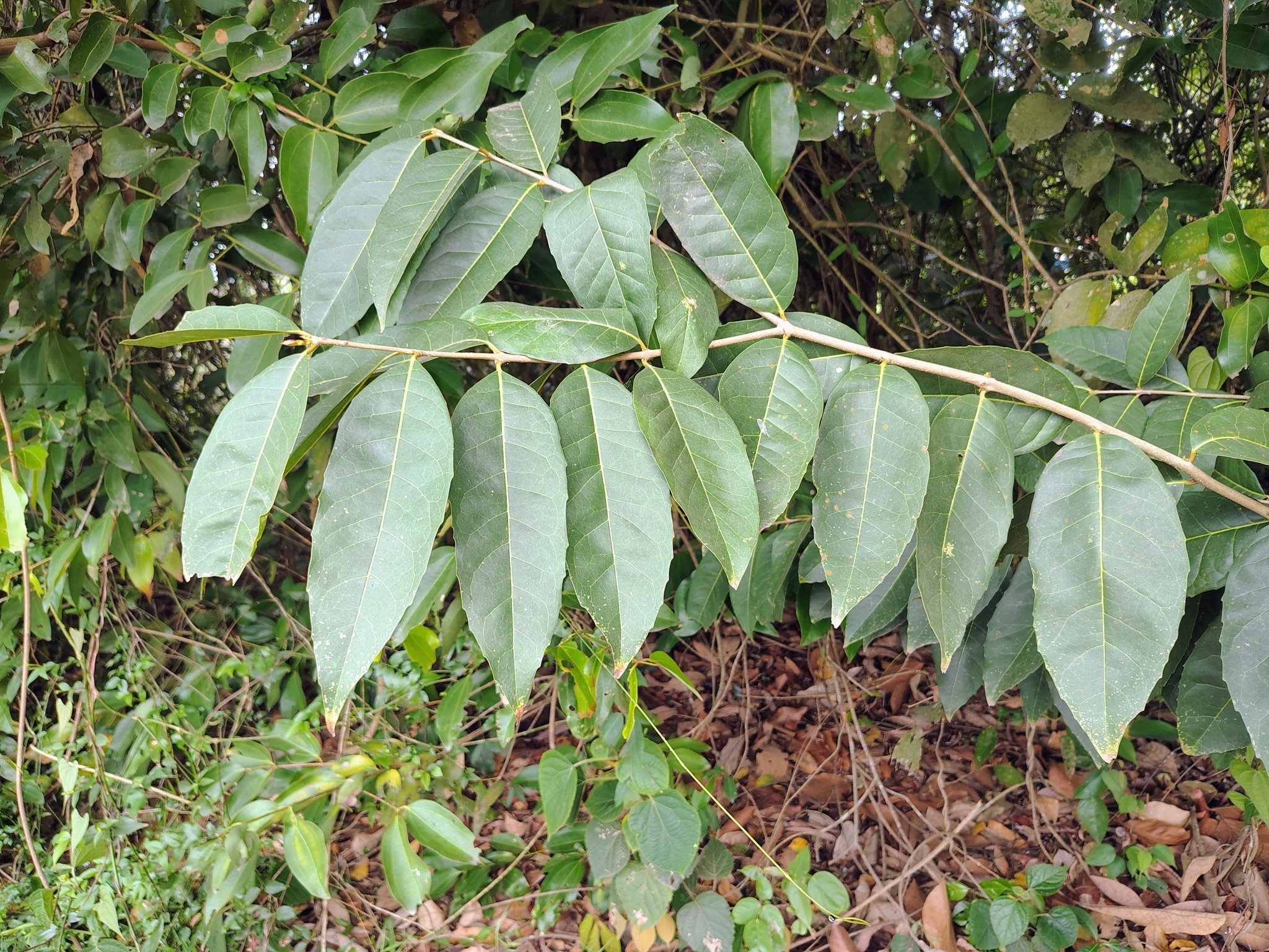 Olea dioica