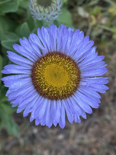 Seaside daisy