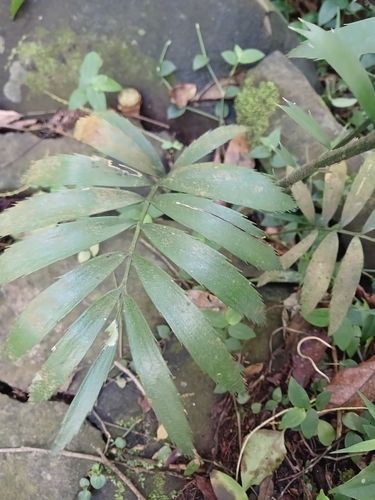 Image of Encephalartos villosus by (c) Ferncliffe forest wilding, some rights reserved (CC BY)