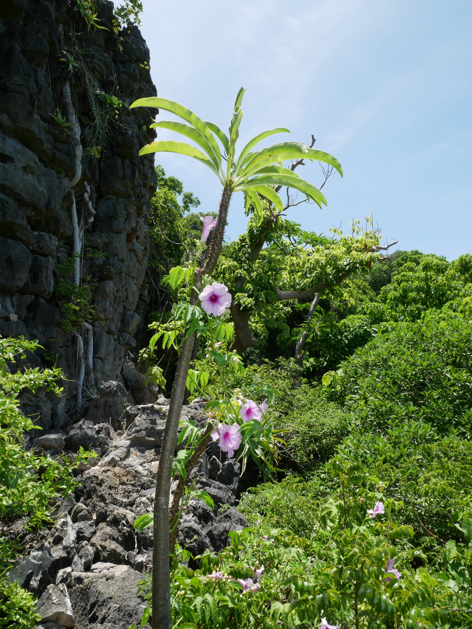 Imagem de Pachypodium