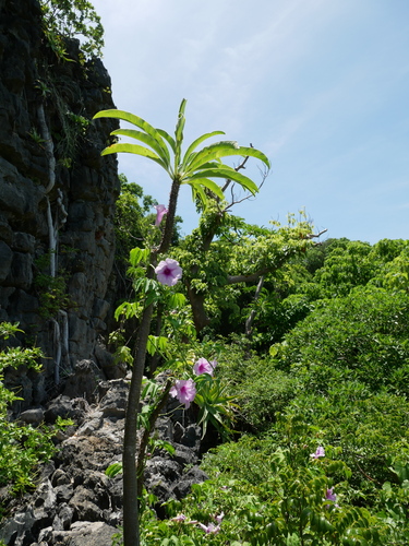 Foto de Pachypodium