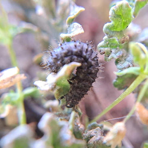 black-punctured leaf beetle, 1935 AH Egmond-Binnen, Netherlands, photo 9 of 10