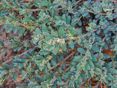 Euphorbia stictospora