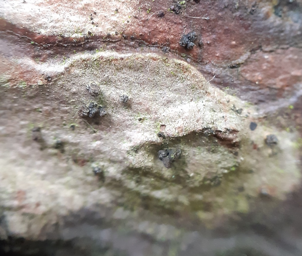 Crumenulopsis