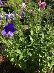 Platycodon grandiflorus