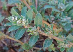 Euphorbia stictospora