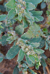 Euphorbia stictospora