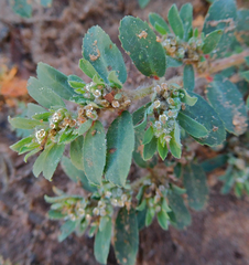 Euphorbia stictospora