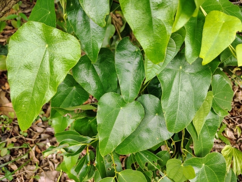 Cyclea peltata, photograph 5