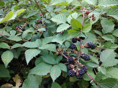Rubus caucasicus