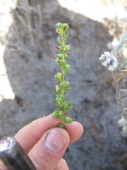 Cliffortia polygonifolia polygonifolia