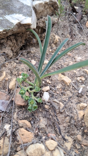 Image of Euphorbia silenifolia by (c) magriet b, some rights reserved (CC BY-SA)