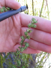 Cliffortia polygonifolia polygonifolia