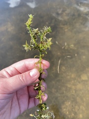 Elodea