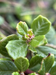 Ceanothus maritimus, photograph author not stated, no rights reserved