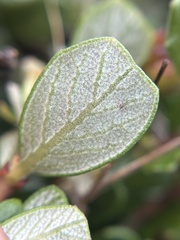 Ceanothus maritimus, photograph author not stated, no rights reserved