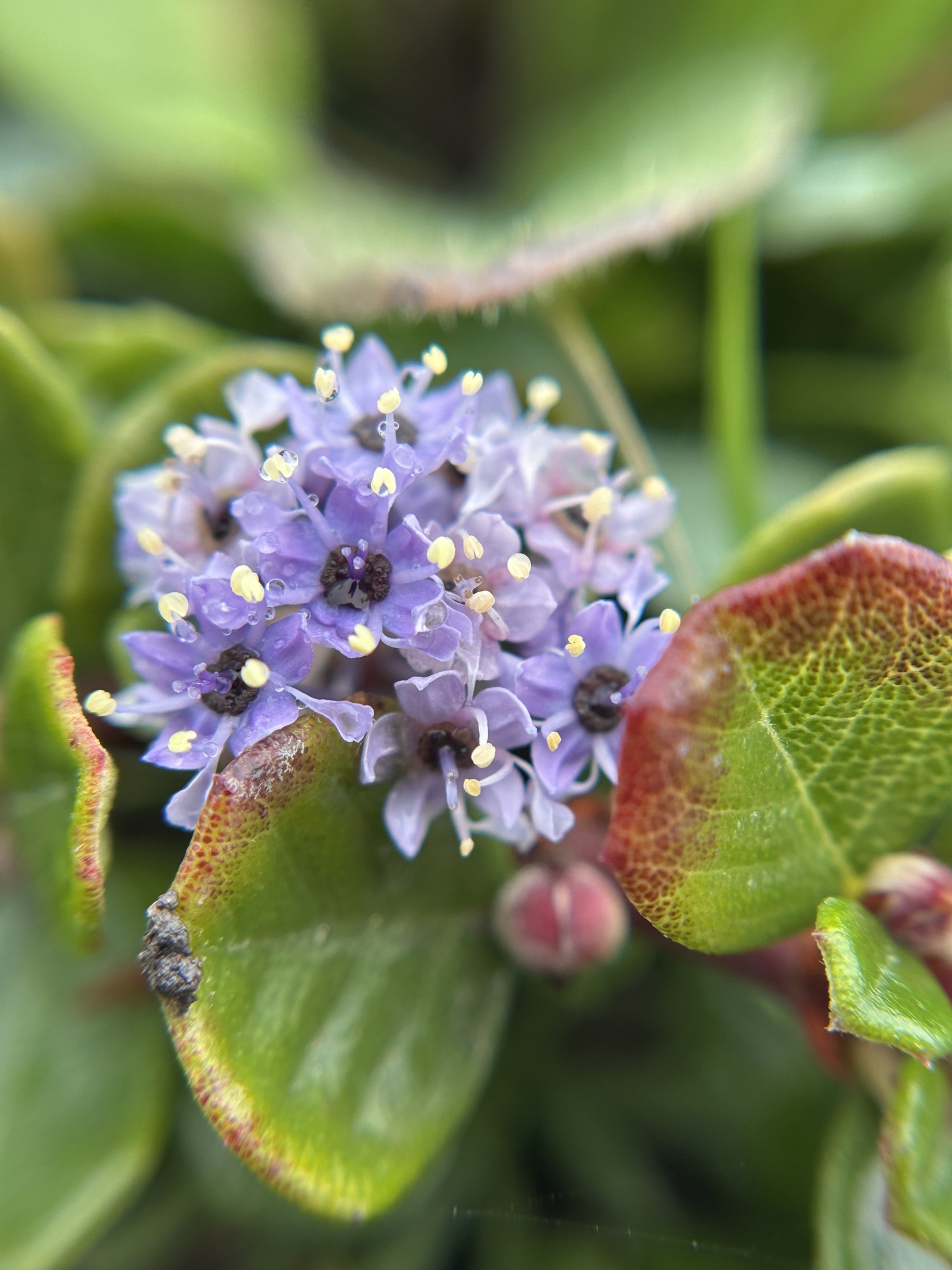 Maritime Ceanothus (Ceanothus maritimus)