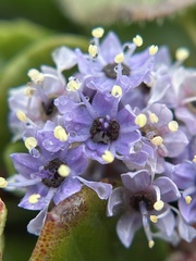 Ceanothus maritimus, photograph author not stated, no rights reserved