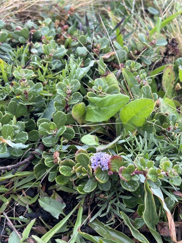 Ceanothus maritimus, photograph 5