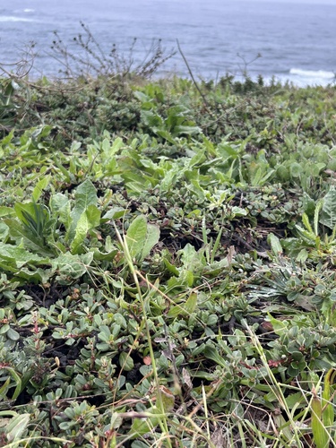 Ceanothus maritimus, photograph 6