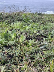 Ceanothus maritimus, photograph author not stated, no rights reserved
