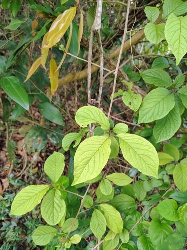 Image of Embelia tsjeriam by (c) renjus box, some rights reserved (CC BY)