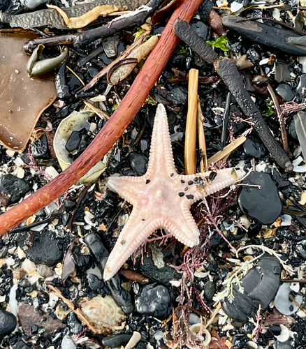 Sand Sea Star, Newbiggin-By-The-Sea, England, GB, photo 10 of 10