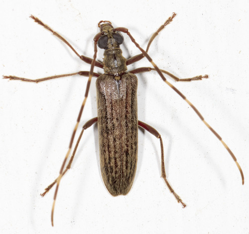 Centrodera sublineata LeConte, 1862