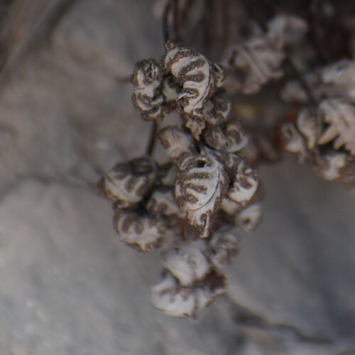 Image of Notholaena standleyi by no rights reserved