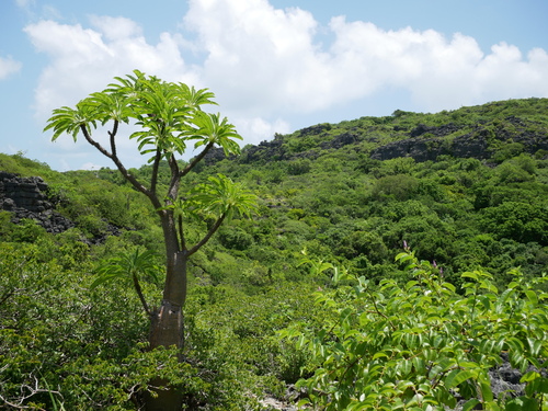 Foto de Pachypodium