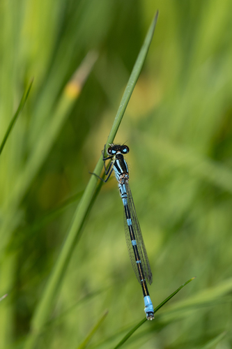 Irish Damselfly, Netherlands, photo 6 of 10