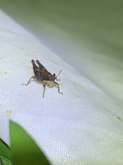 Tettigidea lateralis