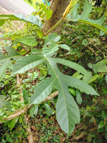 Image of Artocarpus hirsutus by (c) renjus box, some rights reserved (CC BY)