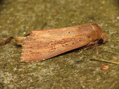 Nonagria typhae