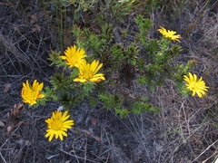 Oedera imbricata