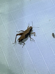 Tettigidea lateralis