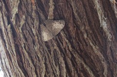 Hamadryas amphichloe