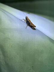 Tettigidea lateralis