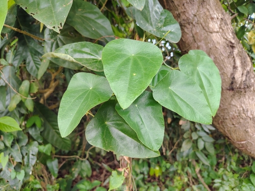 Cyclea peltata, photograph 4