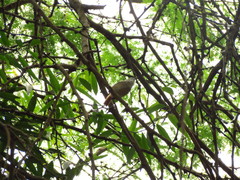 Synallaxis stictothorax