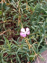 author not stated, no rights reserved Dianthus rupicola, photograph author not stated, no rights reserved