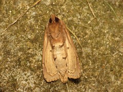 Nonagria typhae