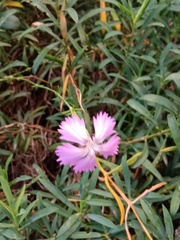 Dianthus rupicola, photograph author not stated, no rights reserved