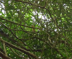 Synallaxis stictothorax