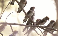 Petrochelidon fluvicola