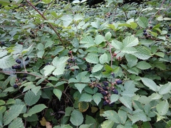 Rubus caucasicus